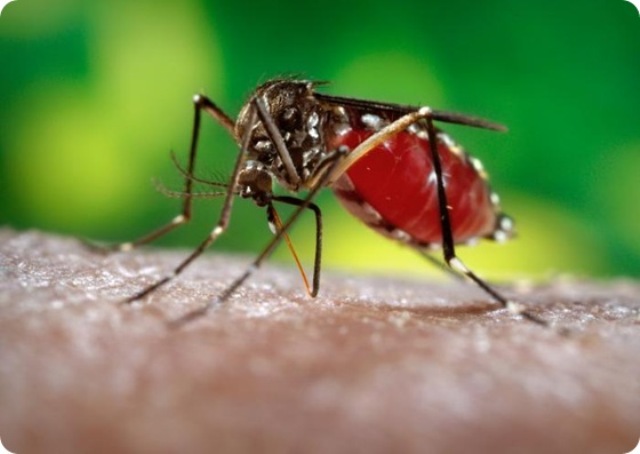 Dengue caso 