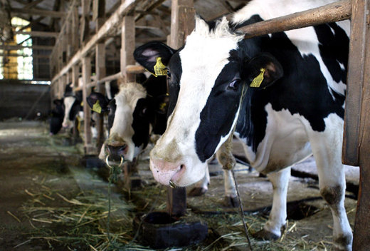 Toscana: bando contro estinzione specie animali autoctone. La Regione stanzia 150mila euro