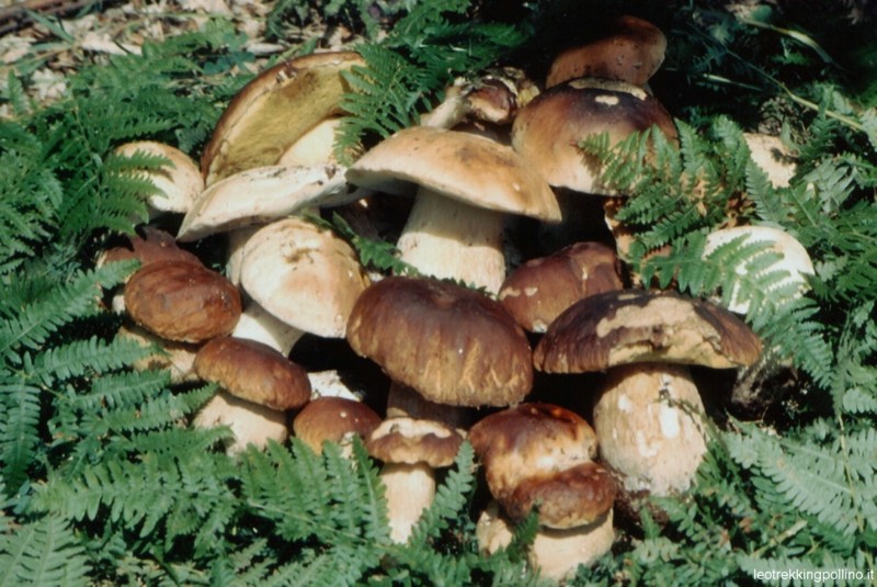 Funghi porcini e maltempo: attesa per la prima grande buttata. Anche in Toscana