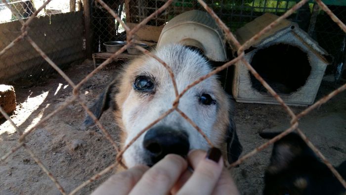 Animali in Toscana: violenze e sfruttamenti nel rapporto Zoomafia. I dati 2024