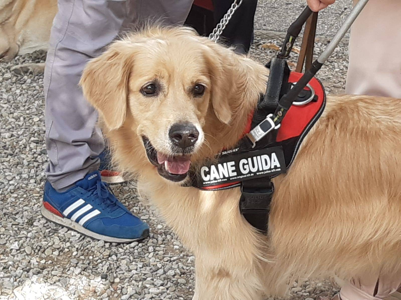 Toscana, Scuola Cani Guida Per Ciechi: Open Day Sabato 21 Ottobre ...