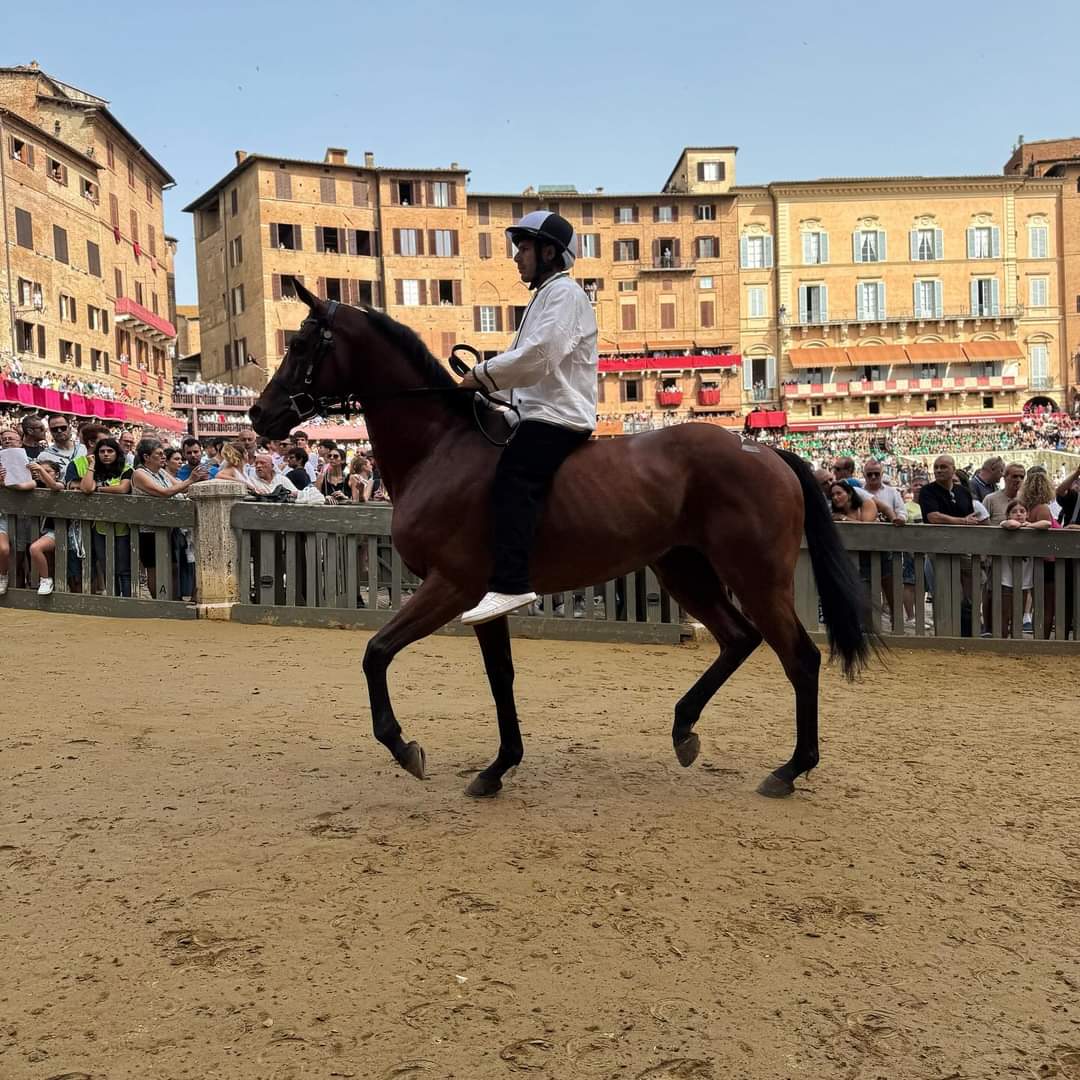 Palio di Siena 2024 la Giraffa vince la "Provaccia". Stasera diretta