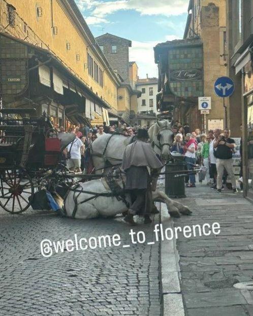 Firenze: cavallo si accascia su Ponte Vecchio. Animalisti furiosi: “E’ ora di finirla con le carrozzelle”